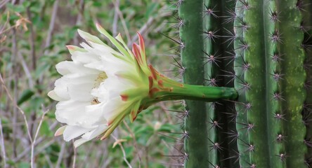 A stunning white cactus flower blooms against a backdrop of green prickly cactus.