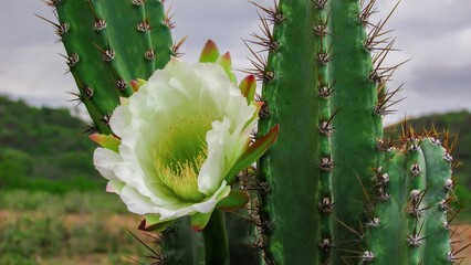 A stunning white cactus flower blooms gracefully amidst sharp green cactus spines.