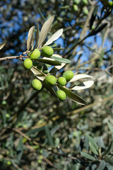 Green olives on branch against blue sky
Close-up of green olives growing on a branch, set against a...