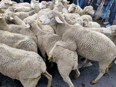 Ovejas en la ciudad de Madrid durante la trashumancia.