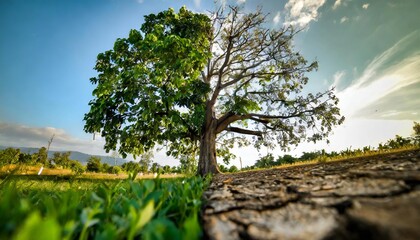 Fototapeta premium Half dry earth and tree showing the progression of climate change, environmental issues of planet Earth