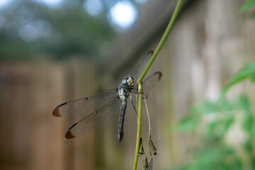 dragonfly resting on a branch