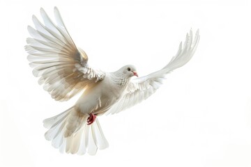 Obraz premium A white dove spreads its wings as it soars through the air, creating a sense of freedom and peace