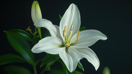 Close-up shot of a single white flower with green leaves, ideal for botanical or gardening themes