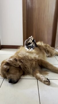
Friendly dogs, beautiful friendly dogs