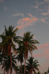 Fototapeta premium palm trees at sunset