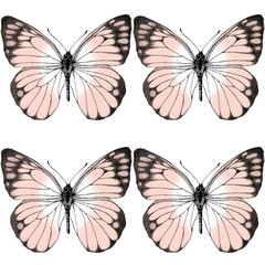 Seamless pattern of realistic pink butterfly. Hand drawn illustration. Simple. Painted butterflies elements on white background. Animal motif. For fabric, textile, design, banner, wrapping decor