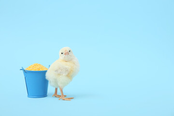 Bucket with millet and cute little chick on blue background