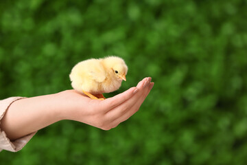 Female hand holding cute yellow chick outdoors