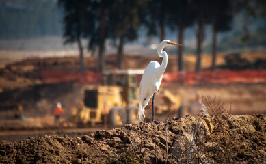 A white egret standing on a dirt mound with a construction site with a bulldozer and workers in the background © F Armstrong Photo