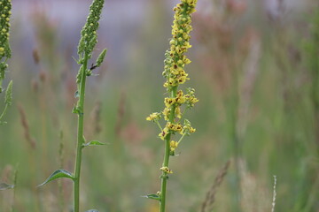 Yellow flowers of black mullein (Verbascum nigrum) plant in wild nature