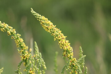 Yellow flowers of black mullein (Verbascum nigrum) plant in wild nature