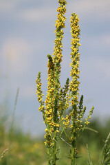 Yellow flowers of black mullein (Verbascum nigrum) plant in wild nature