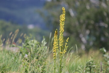 Yellow flowers of black mullein (Verbascum nigrum) plant in wild nature