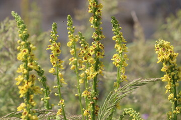 Yellow flowers of black mullein (Verbascum nigrum) plant in wild nature