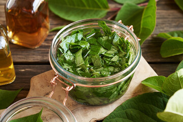 Chopped japanese knotweed or Reynoutria japonica leaves and alcohol in a glass jar - preparation of herbal tincture