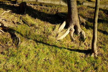 Grass and Tree Rhizome in a Park During Sunny Daylight