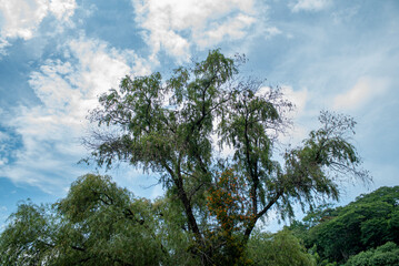 árbol, cielo, naturaleza, azul, verde, árbol, bosque, verano, paisaje, nube, hojas
