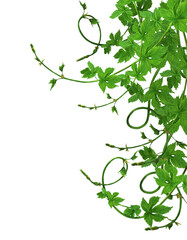 hop cones. Medical plant. Close-up of green ripe hop cones.on transparent, png. Hops cones. beer ingredient