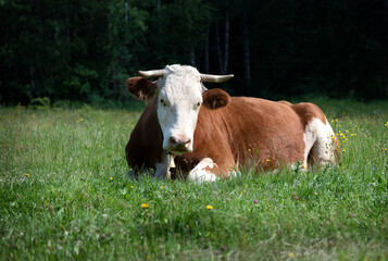 A beautiful Simmental cow is resting in the field