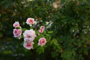 Pinky Roses in the Garden