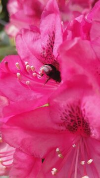 Bienen summen um eine rote Rhododendron Bl&uuml;te 