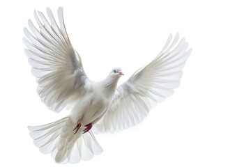 A white dove soaring through the air with its wings spread wide, perfect for use in images about peace, freedom, or spirituality