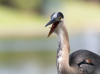 Close Up of an Overheated Great Blue Heron Fluttering While Looking at the Camera