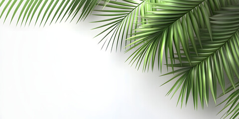 Fototapeta premium palm and tropical leaves on a white background. empty background for presentation