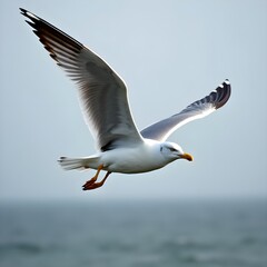 Fototapeta premium seagull in flight