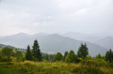Obraz premium Mountain landscape enveloped in rain mist. Layers of hills recede into the distance with lush greenery in the foreground transitioning to lighter shades of blue and gray. Carpathian Mountains, Ukrain