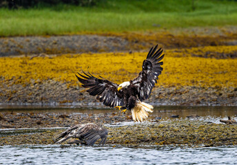 Bald Eagle in Alaska