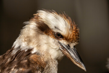 close up of a bird