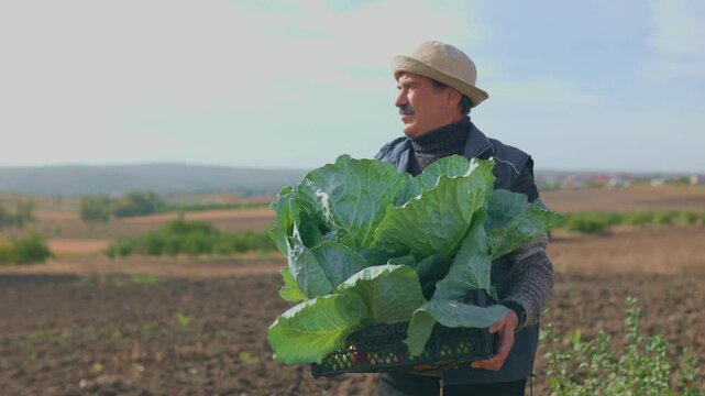 Aged hands, weathered yet agile, cradle a cabbage in a field where an elderly farmer with a mustache nurtures a thriving crop. A 4K exploration of agriculture with ethos