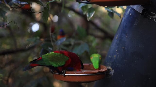 Red parrot sitting in tree eating (Lorius domicella)
