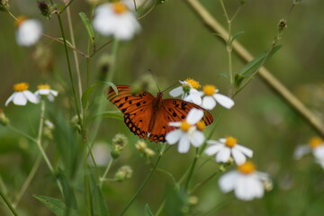 Fly By Orange Butterfly