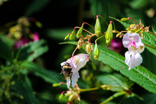 Hummel sitzt auf einer hellrosa Blume
