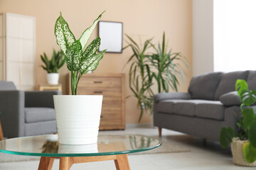 Houseplant on glass table in interior of living room