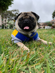 Fototapeta premium HAPPY PUG