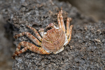 Grapsus tenuicrustatus,  thin-shelled rock crab or Natal lightfoot crab,natal sally-light-foot crab, Kaʻena Point , North Shore, Oahu Hawaii