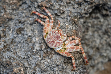 Grapsus tenuicrustatus,  thin-shelled rock crab or Natal lightfoot crab,natal sally-light-foot crab, Kaʻena Point , North Shore, Oahu Hawaii
