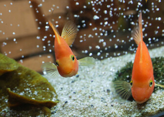 The close up of aquarium tank full of fish
