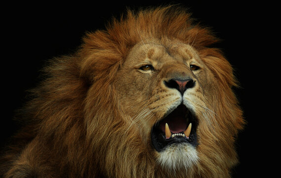 Roaring lion (Panthera leo)