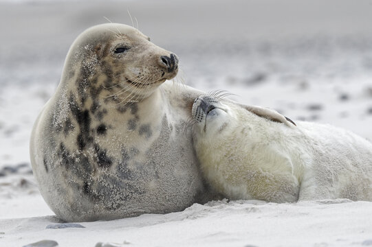 Grey seals (Halichoerus grypus), baby with dam at the beach, Island of Dune, Helgoland, Schleswig-Holstein, Germany, Europe