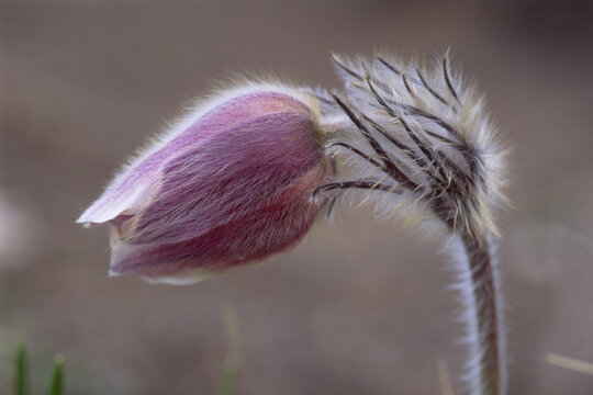 Pasque Flower (Pulsatilla vulgaris), South Tyrol, Italy, Europe