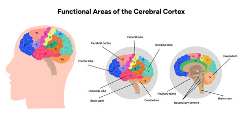 Diagram of functional areas of cerebral cortex human brain anatomy educational 