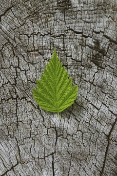 A vibrant green leaf on an old, cracked tree stump showcases the contrast between life and decay, Green leaf textured nicely on a tree wooded background. Vancouver Island, BC, Canad