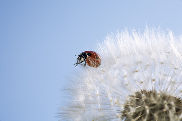 Blow ball (Taraxacum officinale) with ladybird (Coccinellidae)