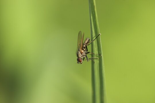 Blowfly (Polenia spec.), Wuemmewiesen nature reserve, Bremen, Germany, Europe