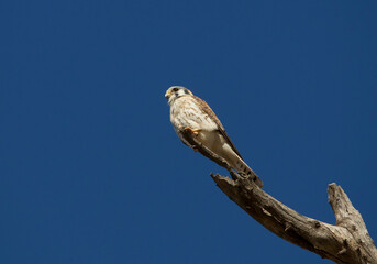 Small hawk perching on a large branch of a eucalyptus tree